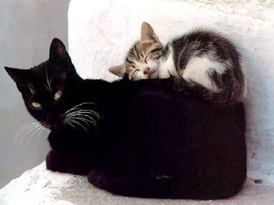 black cat and a kitten