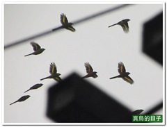 20120101_101613_001_4kanShui1