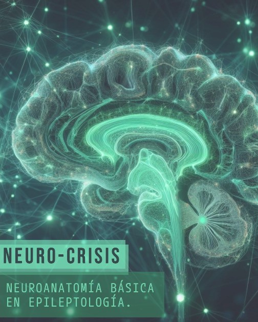 Neuroanatomía útil para EEG.