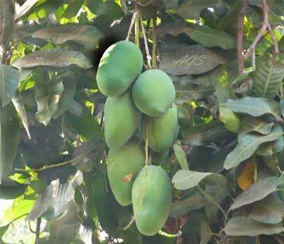 Musim Mangga