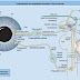 Inervación parasimpática y simpática de los músculos iris.