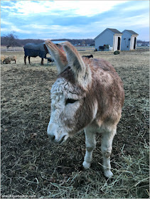 Burro Roger en la Spencer Peirce Little Farm House