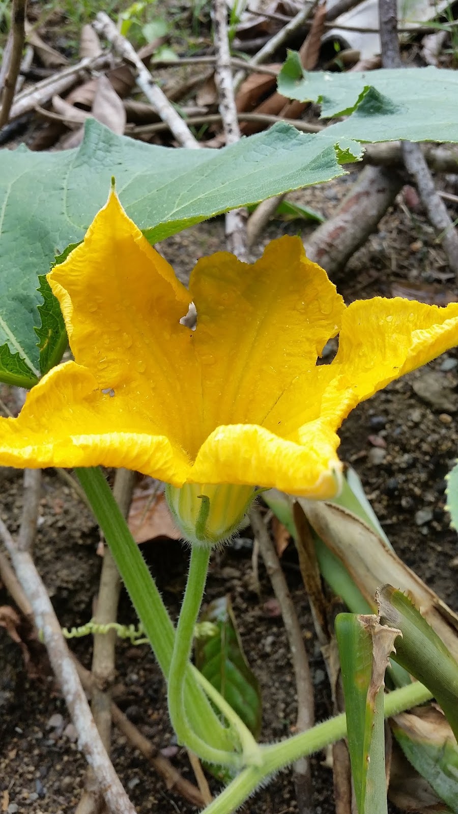 Warisan Petani: Pokok Labu Manis