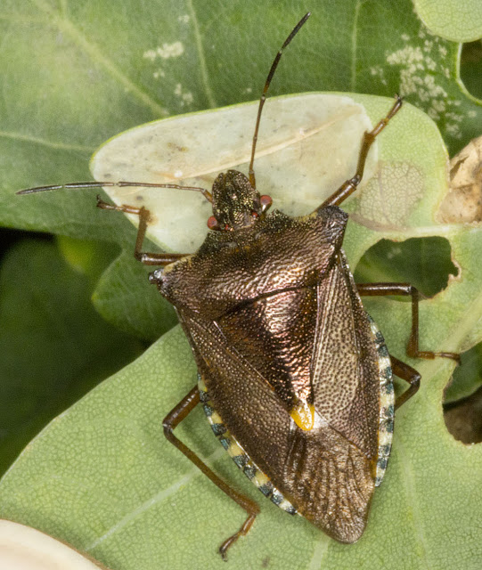  Adult Forest Bug, Pentatoma rufipes, on an oak tree in Hayes Common, 11 July 2011.