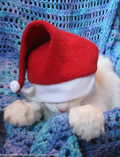 Very funny Christmas cat.