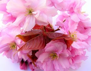 23+ Gambar Bunga Sakura Warna Pink, Paling Populer!