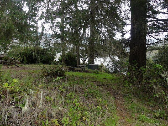 campsite under the trees