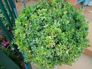 Boj (Buxus sempervirens L.).