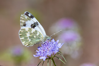 mariposa-blanquiverdosa-pontia-daplidice-