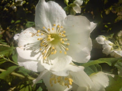 flor de chilindro