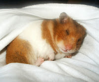 Hamster que adora dormir