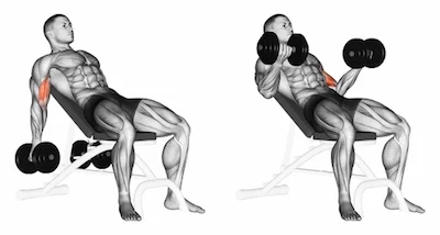 Incline Seated Dumbbell Curls