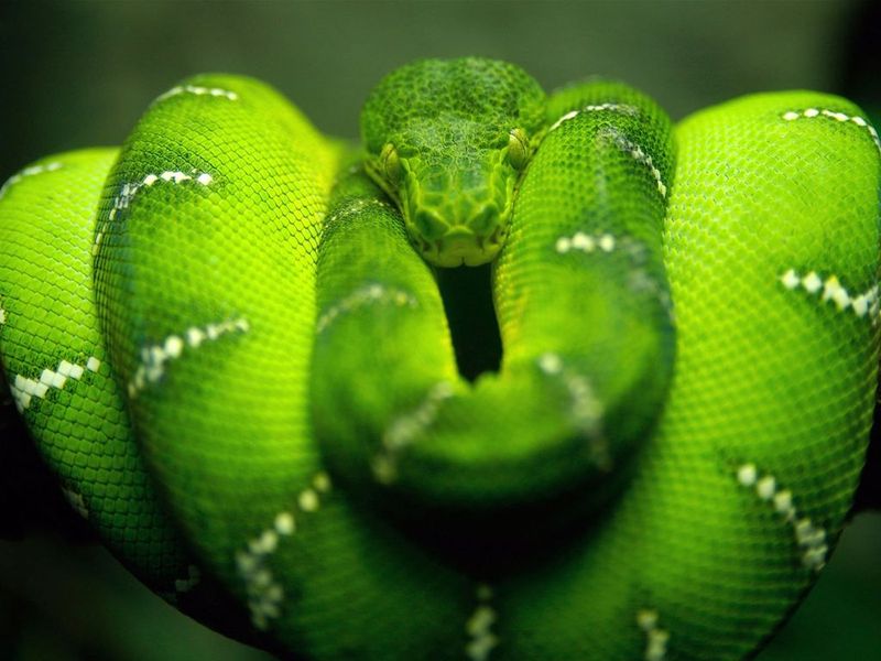 snakes wallpapers. Beautiful Snake Wallpapers And