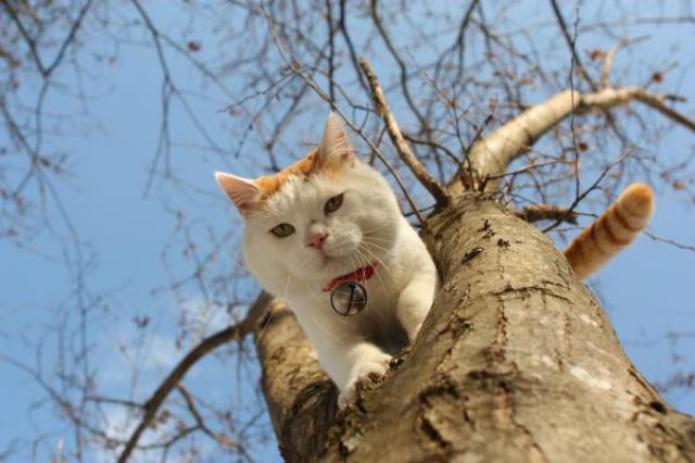  Kucing  Lucu Narsis Unyu  yang Bergaya Seperti Model 