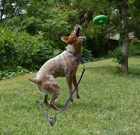 Australian cattledog catching extremely durable chew toy