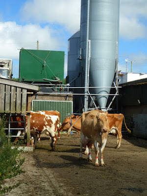 Guernsey Cows at Briddlesford Farm Isle of Wight