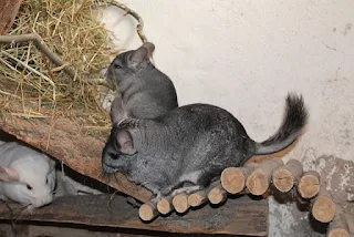 Chinchillas in their housing cage.