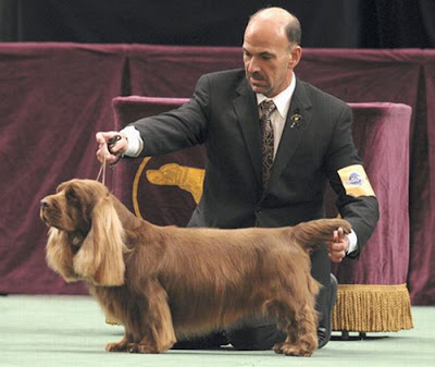 Worst Dog Haircuts Ever