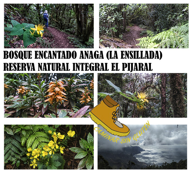 Imágenes del Bosque Encantado de Anaga - El Pijagal
