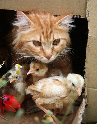  Kucing  Imut Bersahabat Dengan 8 Anak Ayam  Foto Unik Aneh