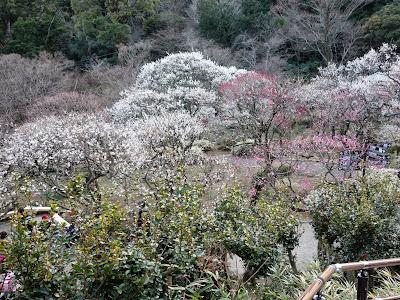 画像 熱海 植物園 317579-熱海 観光 植物園