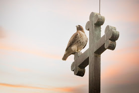 Amelia perched on St Brigid's church at sunset.