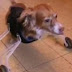 Μάθημα ζωής από ένα ανάπηρο σκύλο! (Βίντεο)