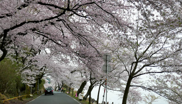 海津大崎の桜