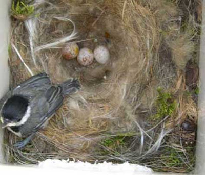 Nesting Habits of Chickadees