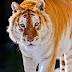 Golden Tiger