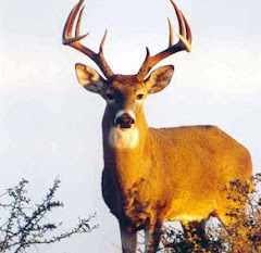 VENADO DE COLA BLANCA