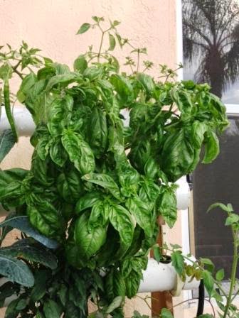 basil in aquaponics