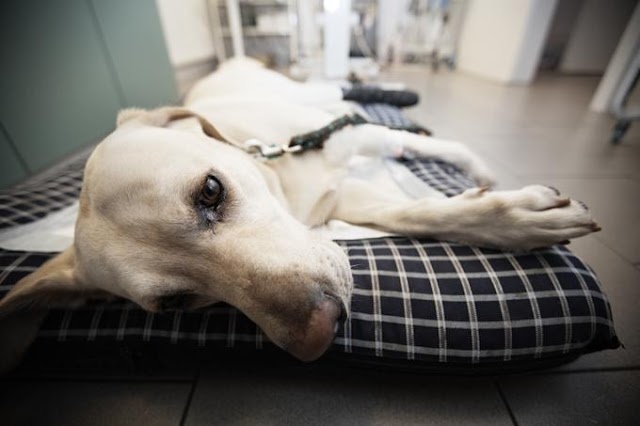 Vet Costs: The Top 5 Secrets To Dramatically Lower Them
