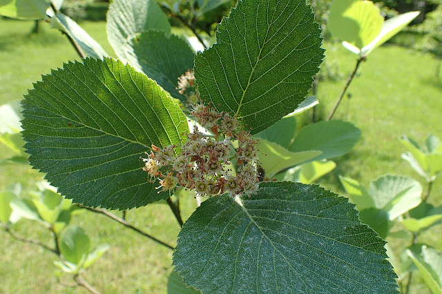 Ария паршивая / Рябина паршивая (Aria porrigentiformis, =Sorbus porrigentiformis)