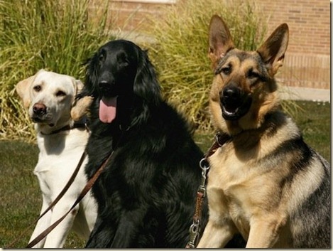 Trucos de Adiestramiento Canino3