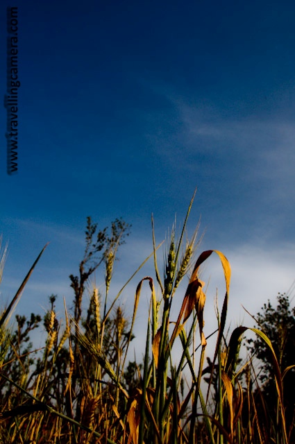 Few days back I had posted few photographs from my recent visit to Himachal... Here are few more photographs of same trip...The golden colors of the wheat fields across the landscapes of  Mandi, Himachal Pradesh.Wheat is one of the most important food crops in the world.  It belongs to the grass family and looks a lot like yard-grass when it is small.  Wheat is grown all over the world.Canada, China, France, India, Russia, and the United States grow the most wheat.Harvesting process a lot difficult and time consuming. After completion, the wheat must be separated from any unwanted chaff before it is ready for further applications.Wheat grows best in a dry and mild climate.  Climates that are too hot or too cold will ruin the crop.   Farmers add fertilizer if soil does not have what the wheat needs to grow well.  If a farmer grows wheat in the same field every year, crops take away nutrients from the soil.  The farmers put this back when they add fertilizer.  They test the dirt often to be sure the crop grows well.Some seeds are saved so that the farmer can plant them the next year.  This is a way that farmers save some money.Some seeds are saved so that the farmer can plant them the next year.  This is a way that farmers save some money. POSTED BY VJ ON WWW.TRAVELLINGCAMERA.COM : t to my HomeTwon before Baisakhi - Part-2 