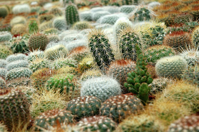 Plantation of cacti