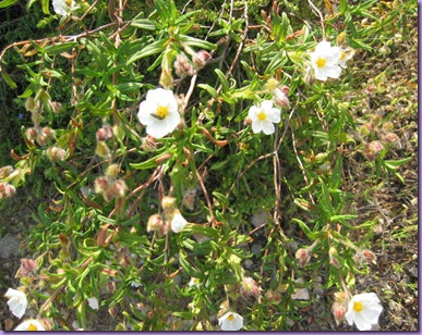 Cistus clusii Dunal (romero macho)familia de las jaras