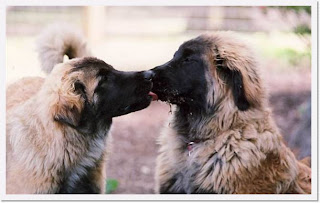 Leonberger photos