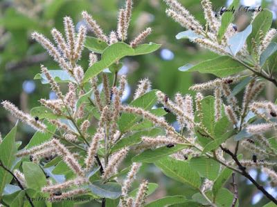 Arjun tree, Terminalia arjuna, Bangladesh, Combretaceae