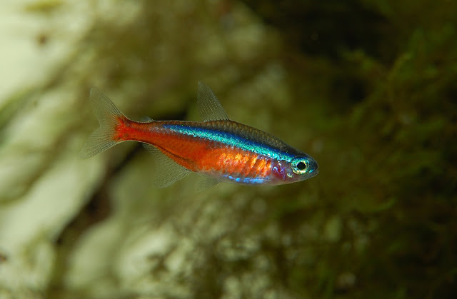 ryba-neon