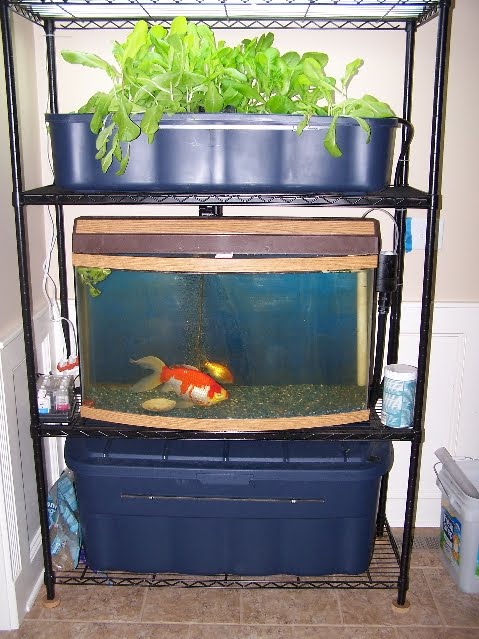 Indoor Aquaponics System