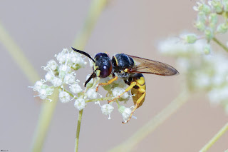 avispa-lobo-de-las-abejas-philanthus-triangulum-sobre-flor-