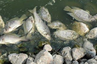 WASPADA, Virus Tilavia Lake Virus Untuk Pembudidaya Ikan