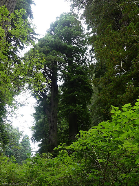 one tree slung low and one with big iterations