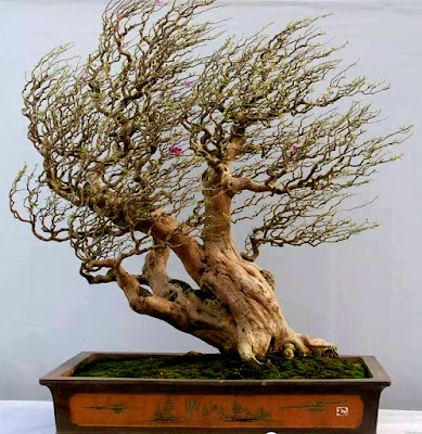 Bonsai Gaya Tertiup Angin (wind swept)