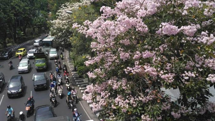 Cantiknya Bunga Sakura di Surabaya  yang Mekar Dimusim 