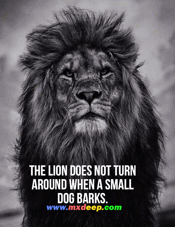 Success Motivation Lion Attitude Quotes And Images