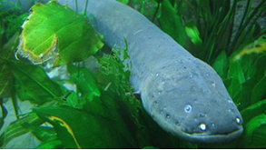 electric eel