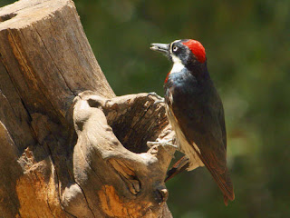 Female Acorn Woodpecker